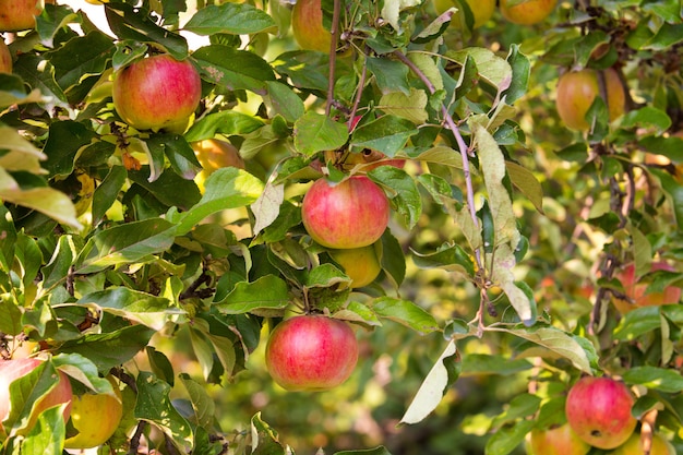 写真 リンゴの木の枝に赤いリンゴ