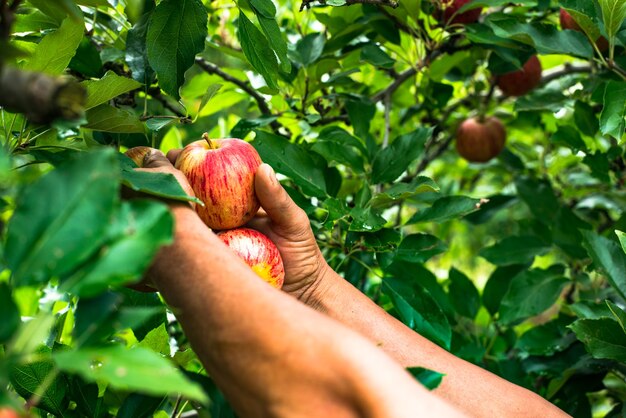 Red apples picked from the farm and selected in the box, ready to be sold. Organic product.