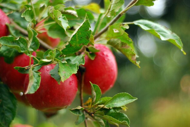 Red apples ready for harvesting