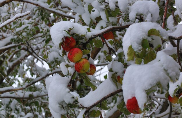 枝の雪の中で赤いリンゴ