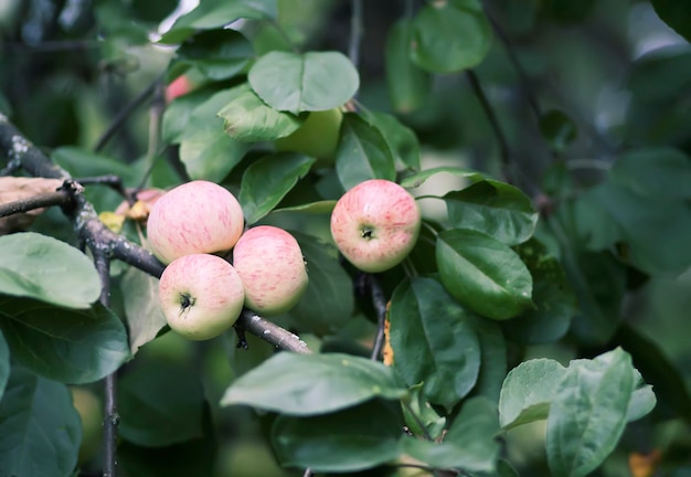 Red apples on tree branch in summer garden.