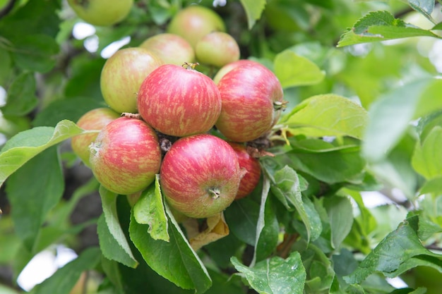 Красные яблоки на ветке дерева