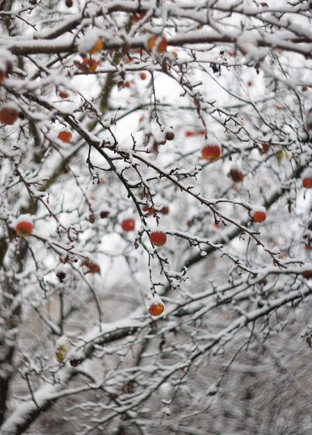 雪で覆われた木の上の赤いリンゴ