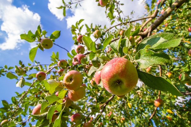 Red apples on the tree between leaves under blue sky on a sunny day. Closeup, selective focus