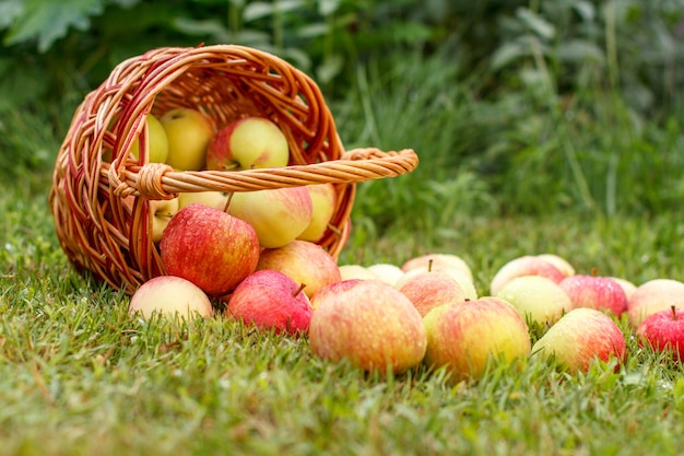 Red apples in a wicker basket and on green grass in the orchard. Fresh ripe apples in the summer garden. Concept of nature organic fruits and healthy food. Shallow depth of field