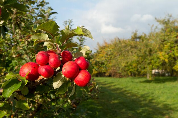 Red apples