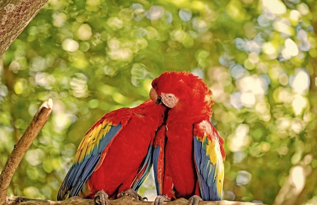 Photo red ara or macaw parrots on green natural background