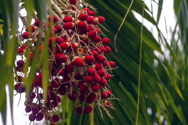 Red Areca nut palm Betel Nuts Betel palm Areca catechu hanging on its tree