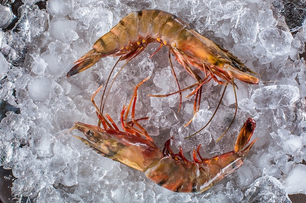 Red argentine shrimp head on ice
