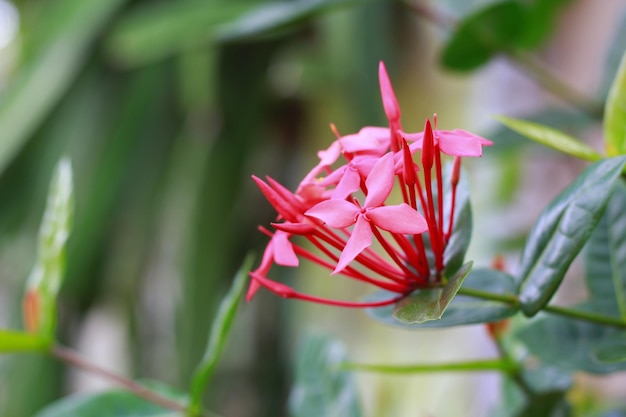 私の前庭の赤いアソカの花