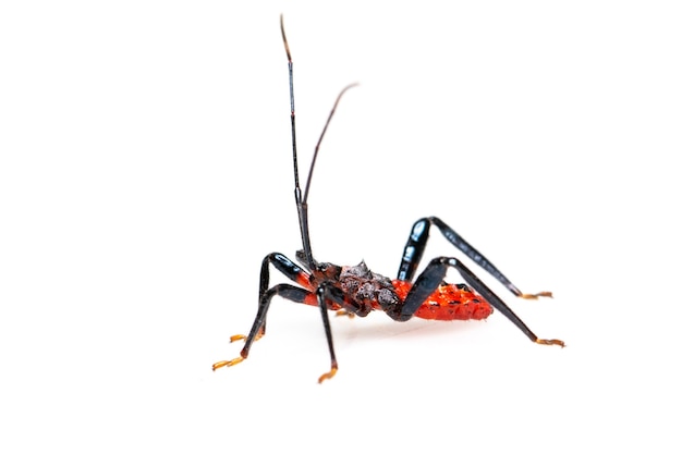 red assassin bug isolated. Animal. Insect.