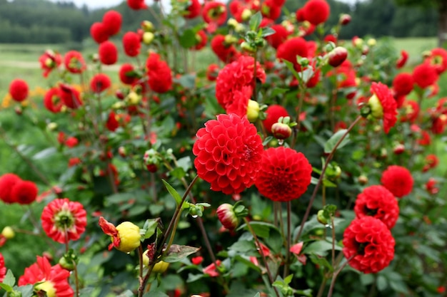 ぼやけた背景に赤いアスターの花