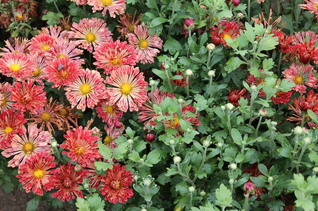 Red asters swam in the warm spring rain