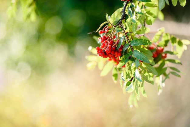 Red autumn berries blurred a branch of red berries in the\
garden autumn natural background sunny