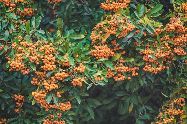 Red autumn berries