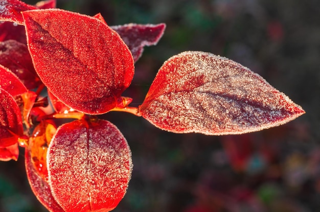 Red autumn blueberry leaves covered with frost crystals closeup in warm light