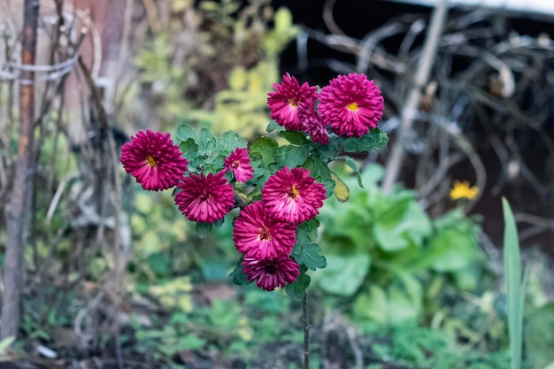 庭の赤い秋の花がクローズアップ