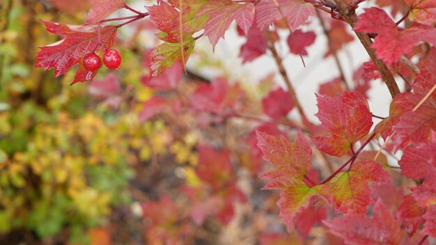 붉은 가을 guelder 장미는 우림에 야생 viburnum 베리 가을 잎을 남긴다