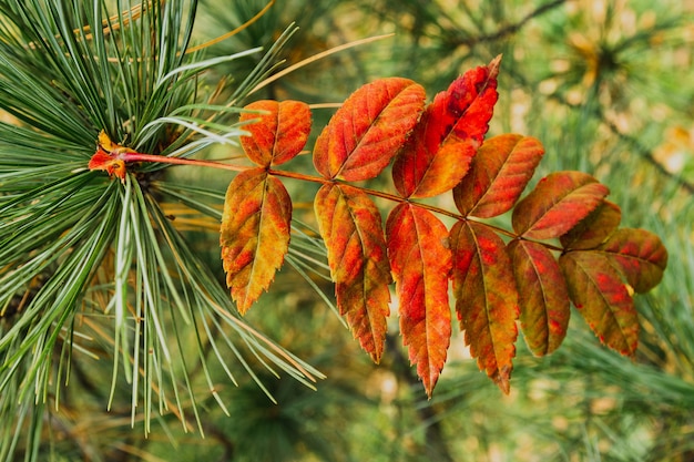 Photo red autumn leaf on a branch of a larch tree. macro.