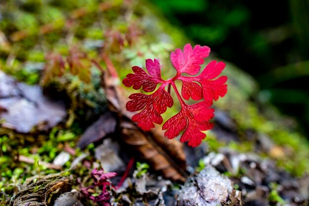 Red autumn leaf in the forest closeup on a natural background Autumn background wallpaper poster