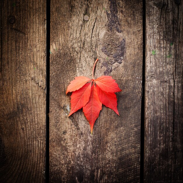 Red autumn leaf on old wooden 