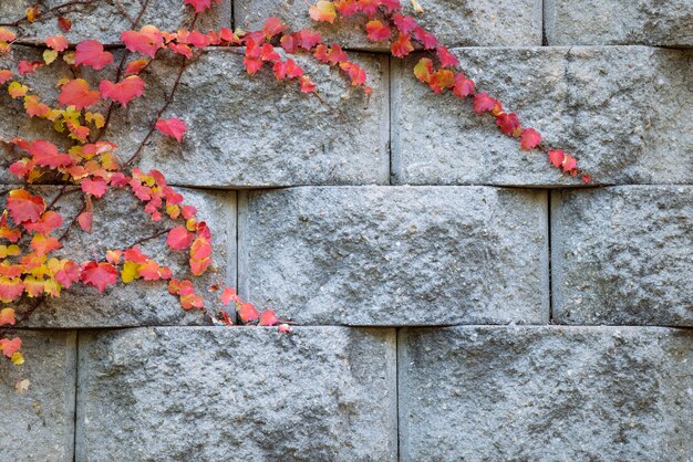 Foglia rossa di autunno sul muro di mattoni di pietra.