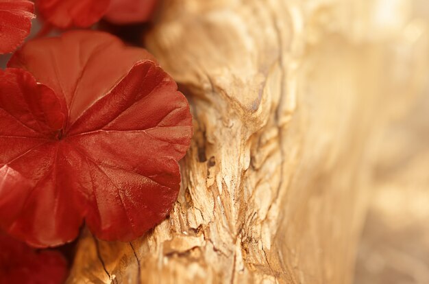 Red autumn leaf on a wooden surface