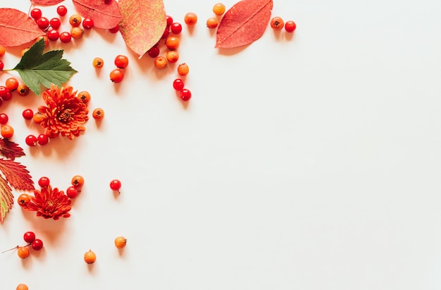 Foglie di autunno e bacche rosse di viburno e biancospino su bianco