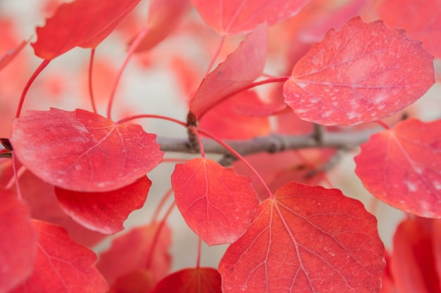 Red autumn leaves on a branch