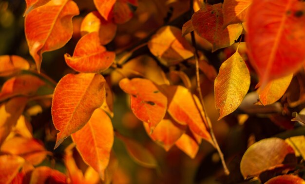 red autumn leaves on branches