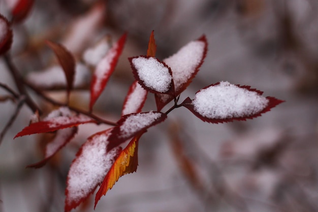 Red autumn leaves in the first fluffy white snow