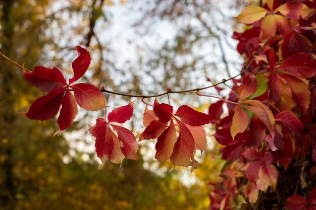 Red autumn leaves forest nature background