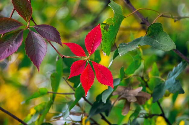 Foglie autunnali rosse in giardino tra le foglie verdi