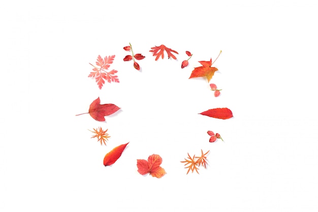 Red autumn leaves isolated on white surface