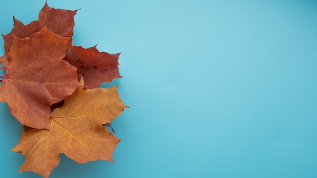 Photo red autumn leaves lie on the side, on a blue background. copy space.