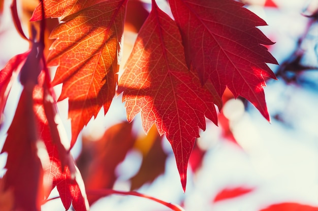 Red autumn leaves. Macro image, small depth of field.