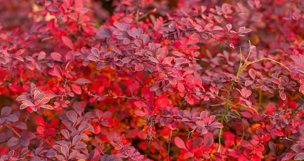 Photo red autumn leaves nature background of barberry fall season