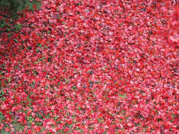 Red autumn leaves texture background