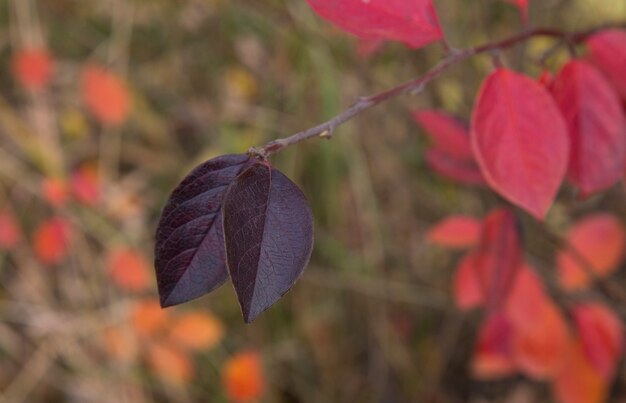 木の枝に赤い紅葉。自然の中で明るい秋