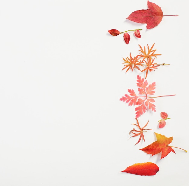 Red autumn leaves on white background