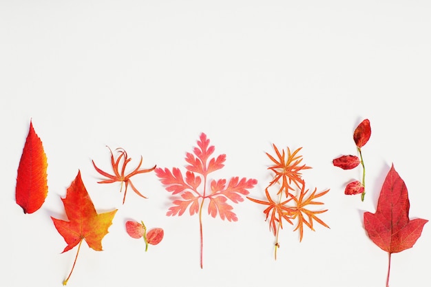 Red autumn leaves on white background