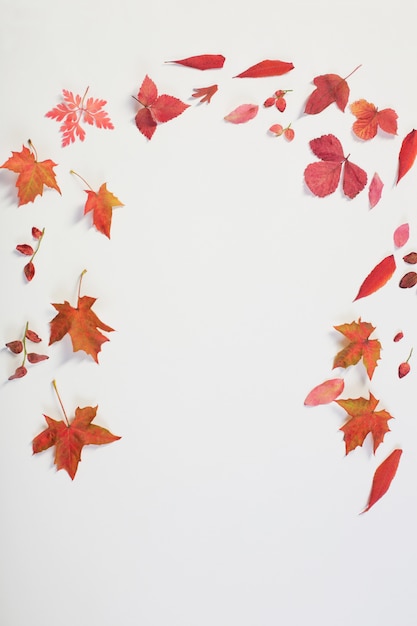 Red autumn leaves on white