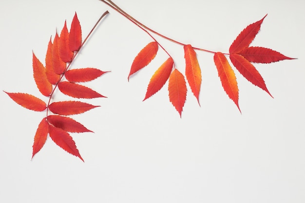Red autumn leaves on white
