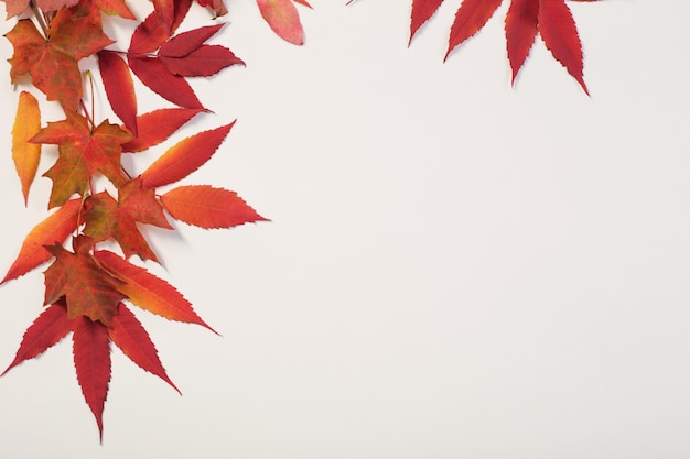 Red autumn leaves on white