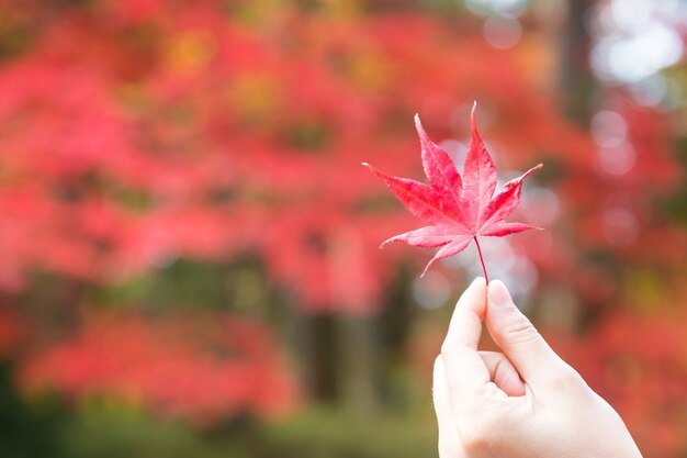 Red autumn leaves