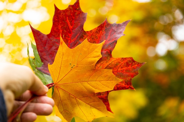 Red autumn maple leaf in hand on background of trees