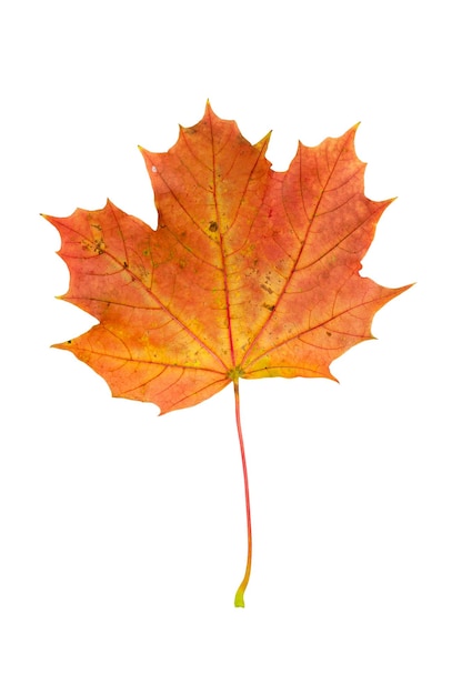 Red autumn maple leaf isolated on white background