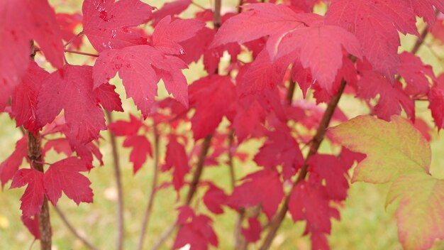 Red autumn maple leaves tree branch vivid fall leaf in forest or woods