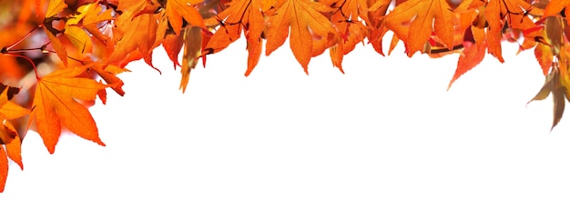 Photo red  autumnal  leaf of maple tree on white background in panoramic view