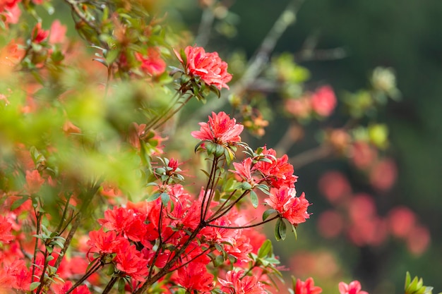 Фото Цветок красной азалии